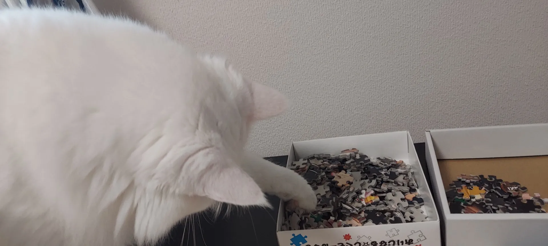 【検証】猫の目の前でジグソーパズルは完成できるのか?〜容赦ない白猫マロの介入!ピースの仕分けから外枠完成までを死守せよ〜【第2回】