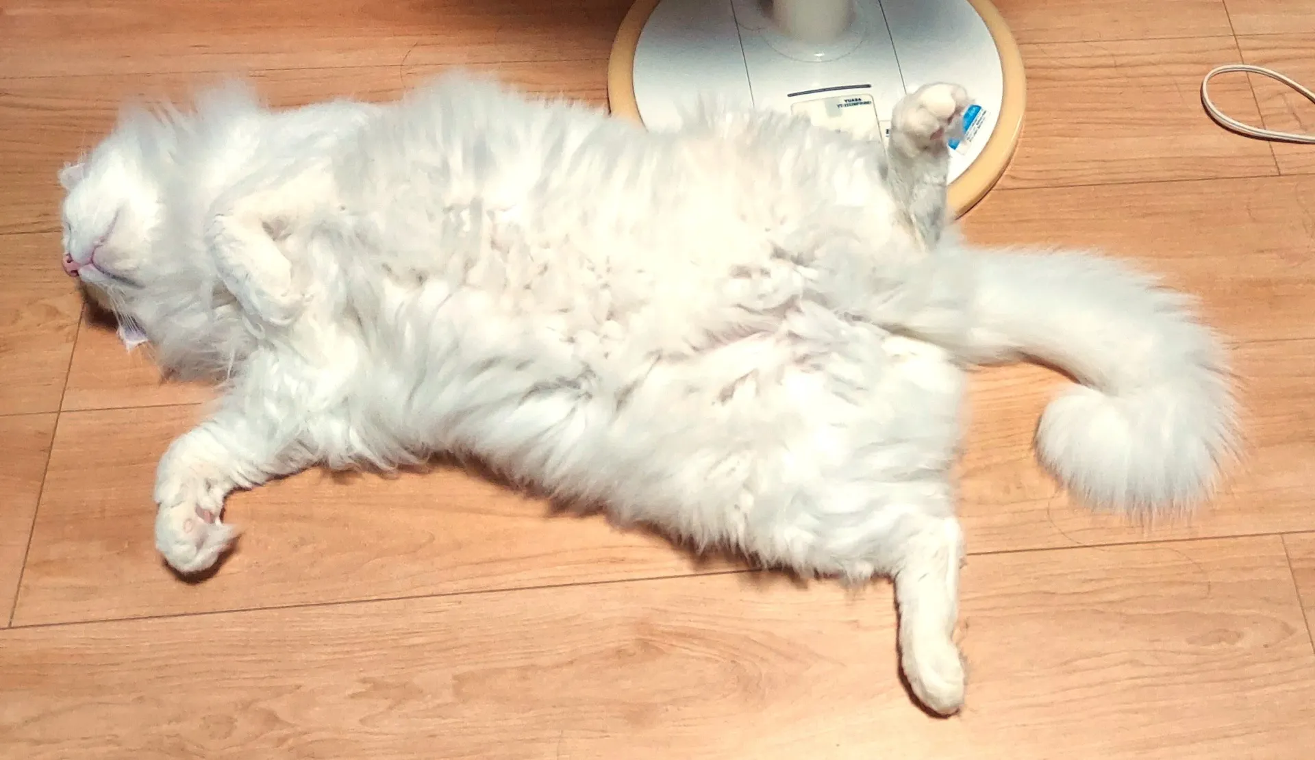 【検証:第4回】猫の目の前でジグソーパズルは完成できるのか?〜静かなる心理戦!激闘を乗り越え、ついに最後の1ピースがハマるか?〜